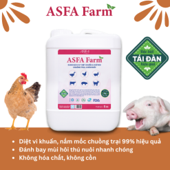 ASFA Farm vệ sinh chuồng trại, tái đàn, chăn nuôi